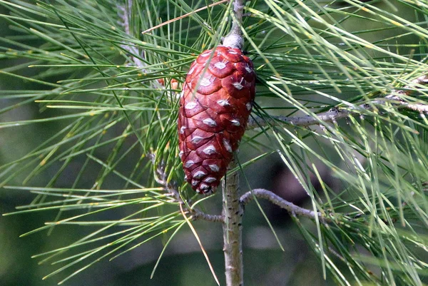 Natureza em Israel — Fotografia de Stock