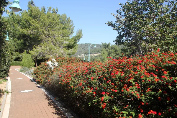 Natuur in Israël — Stockfoto