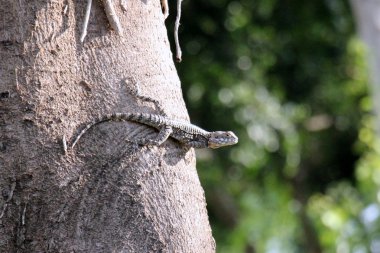 Kertenkele bir taşın üzerinde oturuyor