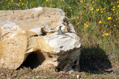 Kertenkele bir taşın üzerinde oturuyor