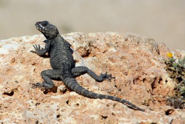 Kertenkele bir taşın üzerinde oturuyor