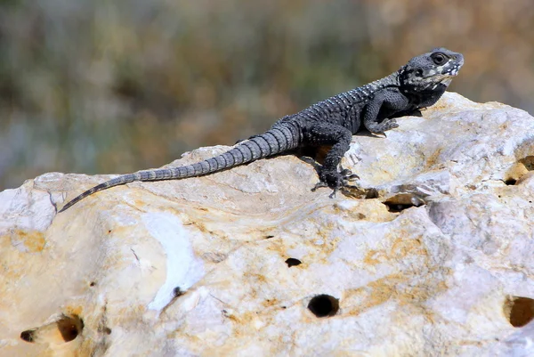 Lizard sitting on a stone — Stock Photo, Image