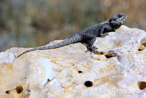 Lagarto sentado em uma pedra — Fotografia de Stock