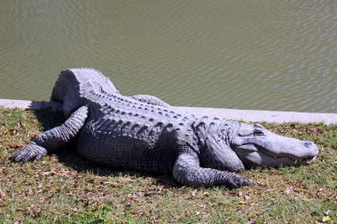Timsah kıyısında yatıyor