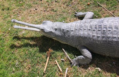 Timsah kıyısında yatıyor