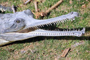 Timsah kıyısında yatıyor