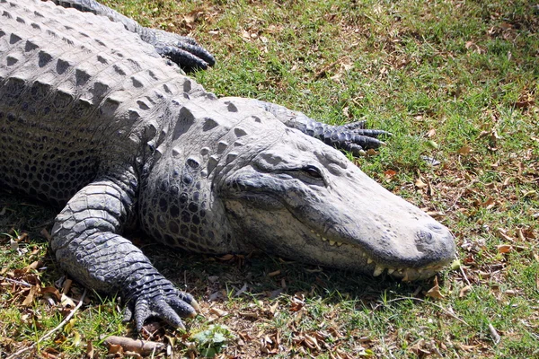 Encontra-se nas margens do Crocodilo — Fotografia de Stock