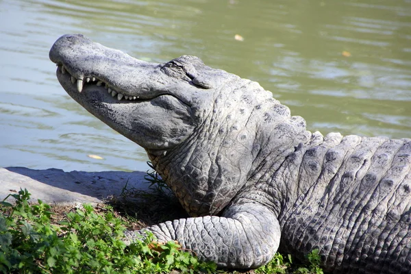 Encontra-se nas margens do Crocodilo — Fotografia de Stock