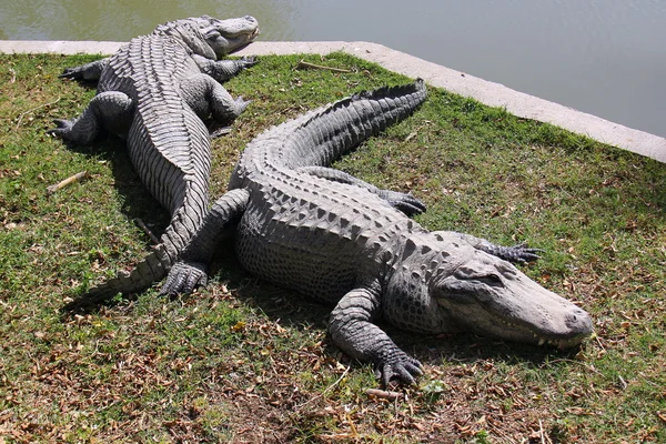 Il se trouve sur les rives du Crocodile — Photo