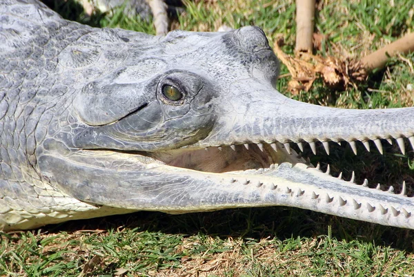 Он лежит на берегах Крокодила. — стоковое фото