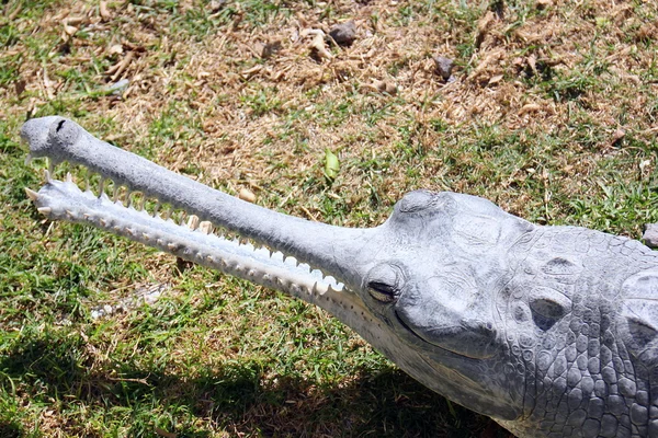 Het ligt aan de oevers van de krokodil — Stockfoto