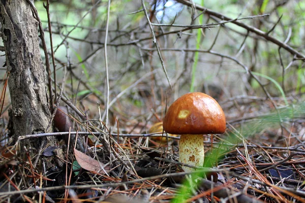 Plody - bobule a ovoce — Stock fotografie