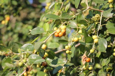 meyve ağaçları meyve