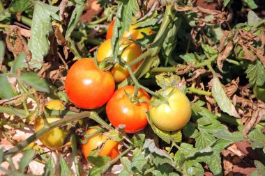 meyve ağaçları meyve