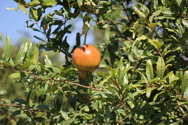 A gyümölcs, gyümölcsfák — Stock Fotó