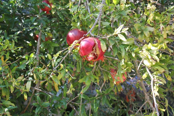 Die Früchte der Obstbäume — Stockfoto