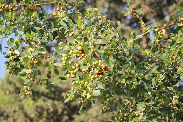 Die Früchte der Obstbäume — Stockfoto