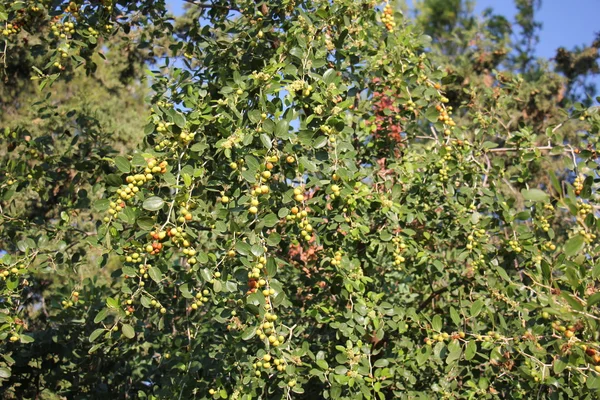 I frutti degli alberi da frutto — Foto Stock