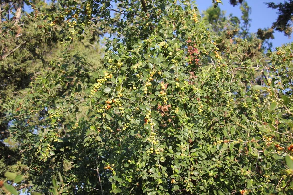 I frutti degli alberi da frutto — Foto Stock