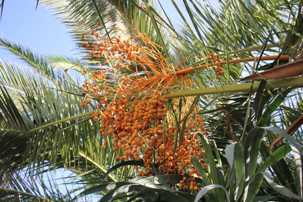 Dan buah-buahan dari pohon — Stok Foto