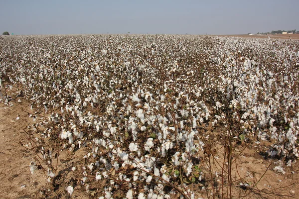 on the field is ripe cotton