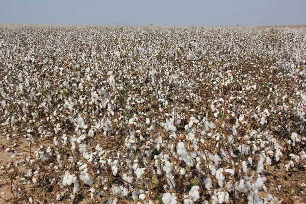 On the field is ripe cotton — Stock Photo, Image