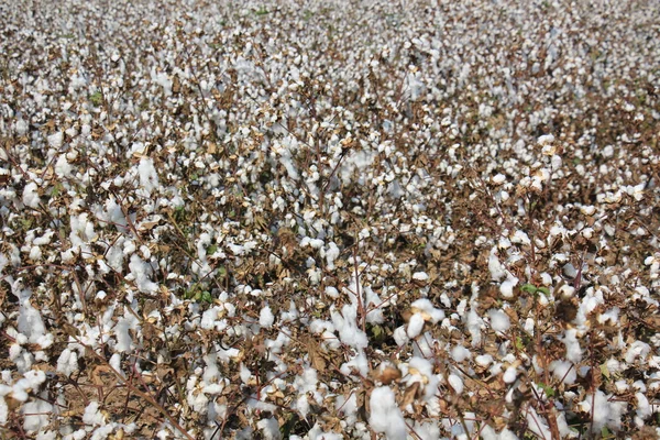 on the field is ripe cotton