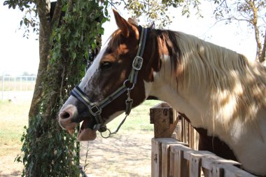 a at başlığı at başı