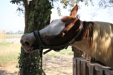 a at başlığı at başı