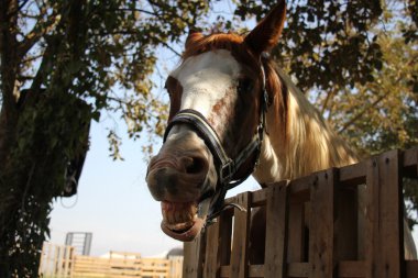 a at başlığı at başı