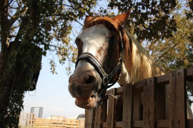 a at başlığı at başı