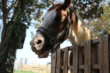 a at başlığı at başı