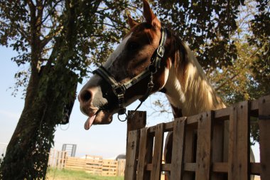 a at başlığı at başı