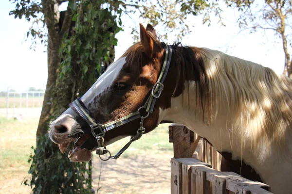 Pferdekopf im Zaumzeug — Stockfoto