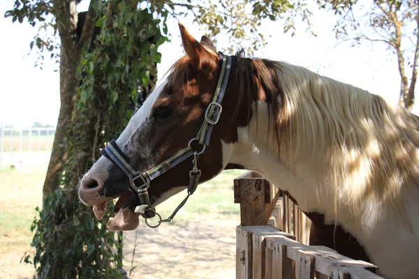 Cabeça de cavalo em um freio — Fotografia de Stock