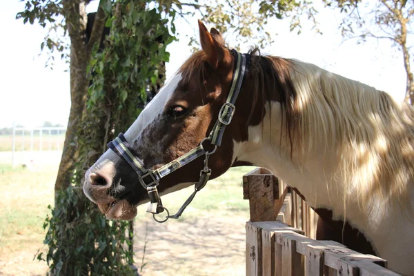 Hoofd van het paard in een hoofdstel — Stockfoto