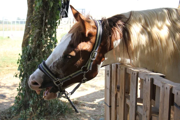 Cabeça de cavalo em um freio — Fotografia de Stock