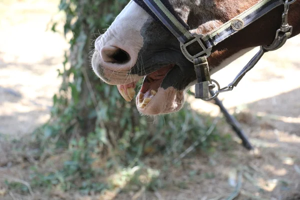 Koňské hlavy v uzdu — Stock fotografie