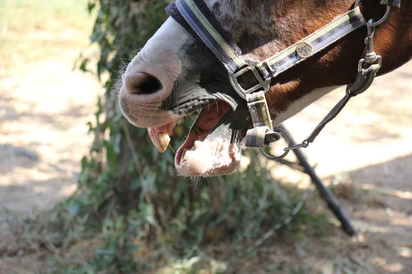 Koňské hlavy v uzdu — Stock fotografie