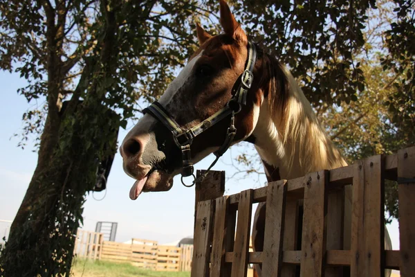 a at başlığı at başı