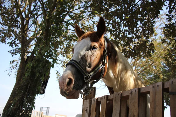 Cabeça de cavalo em um freio — Fotografia de Stock