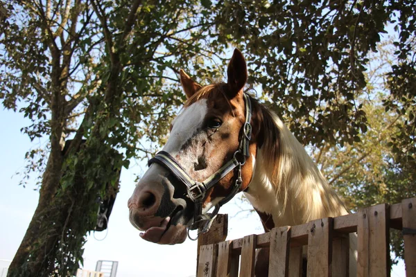 a at başlığı at başı