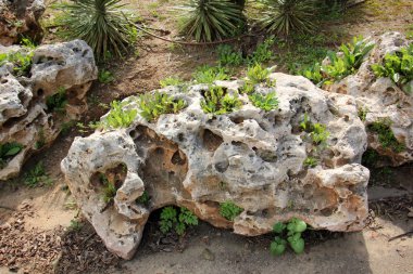 taşlar her yerdeler