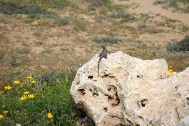 taşlar her yerdeler