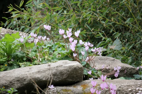 taşlar her yerdeler
