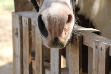 yapı ve ahşap doku