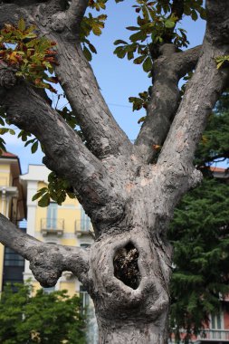 yapı ve ahşap doku