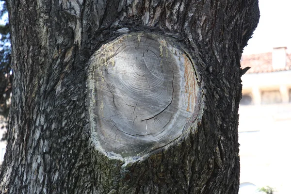 Estructura y textura de la madera —  Fotos de Stock