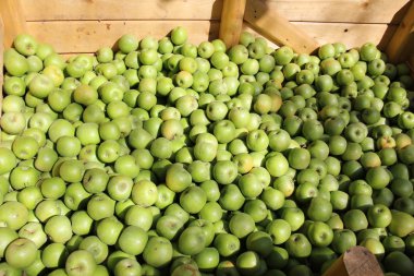 elma bir çekmece içinde yatıyordu