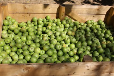 elma bir çekmece içinde yatıyordu